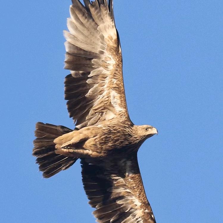 喝烈酒，品人生