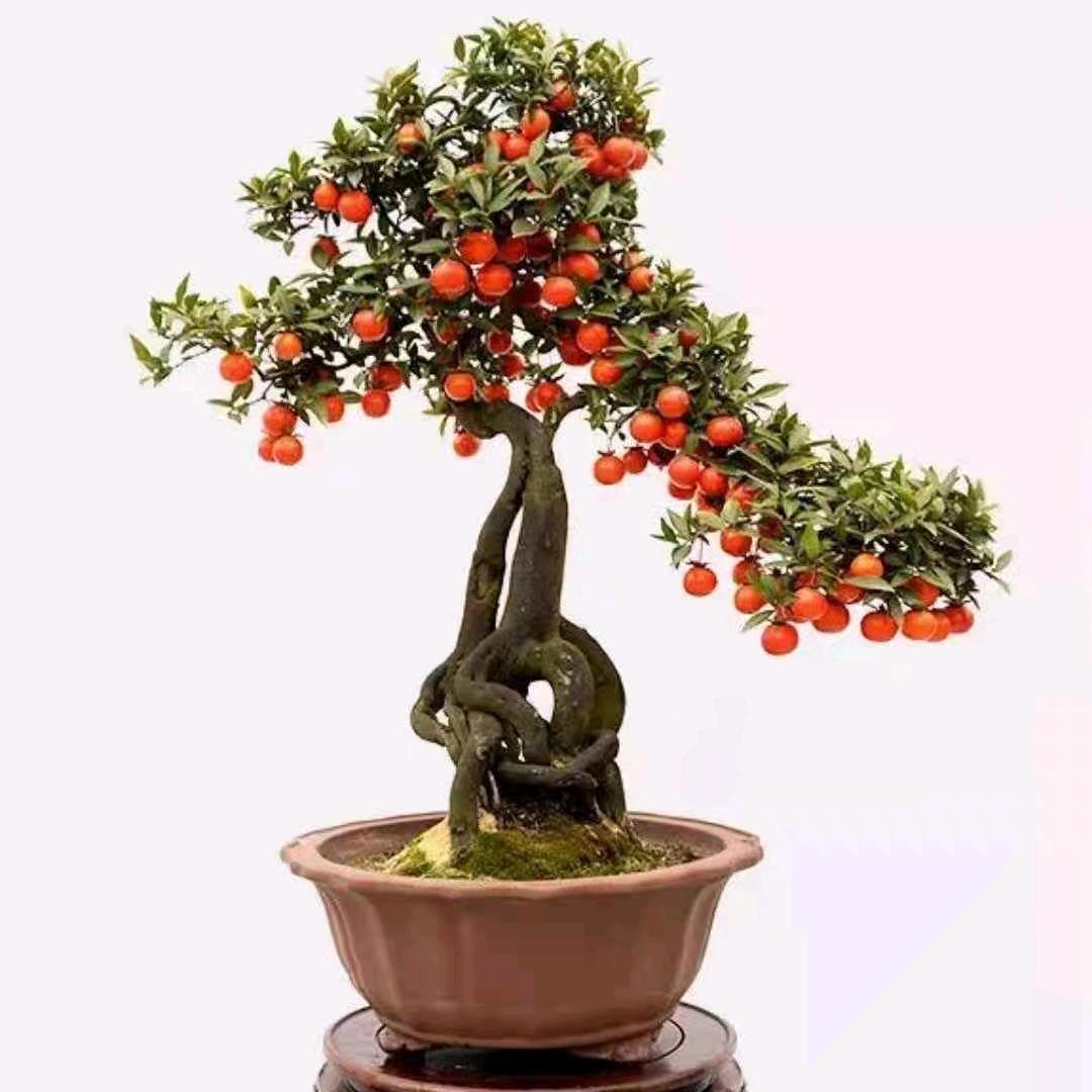 小哥弹子