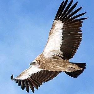 鹰🦅🦅