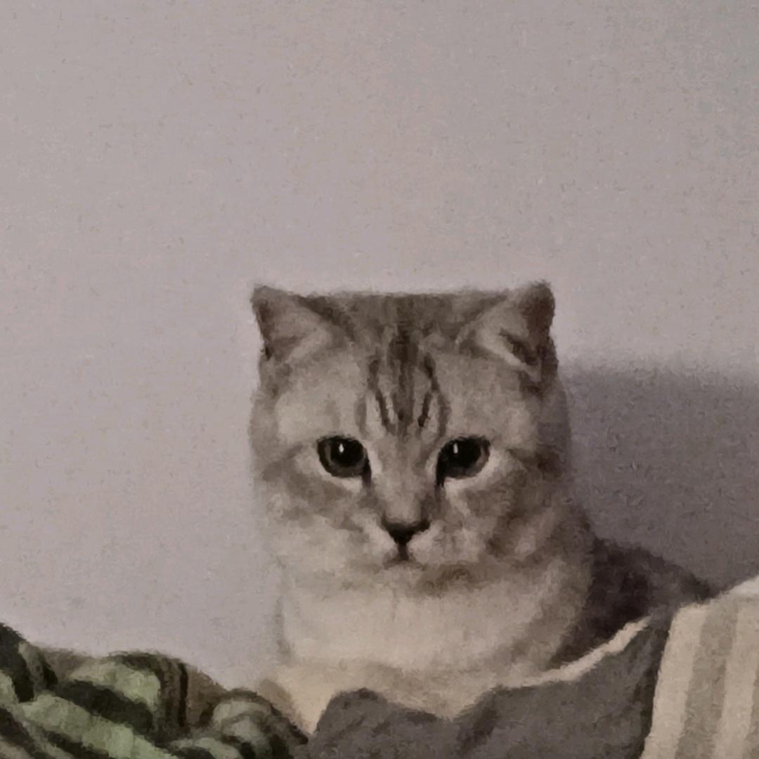 牟团子耶🐈‍⬛