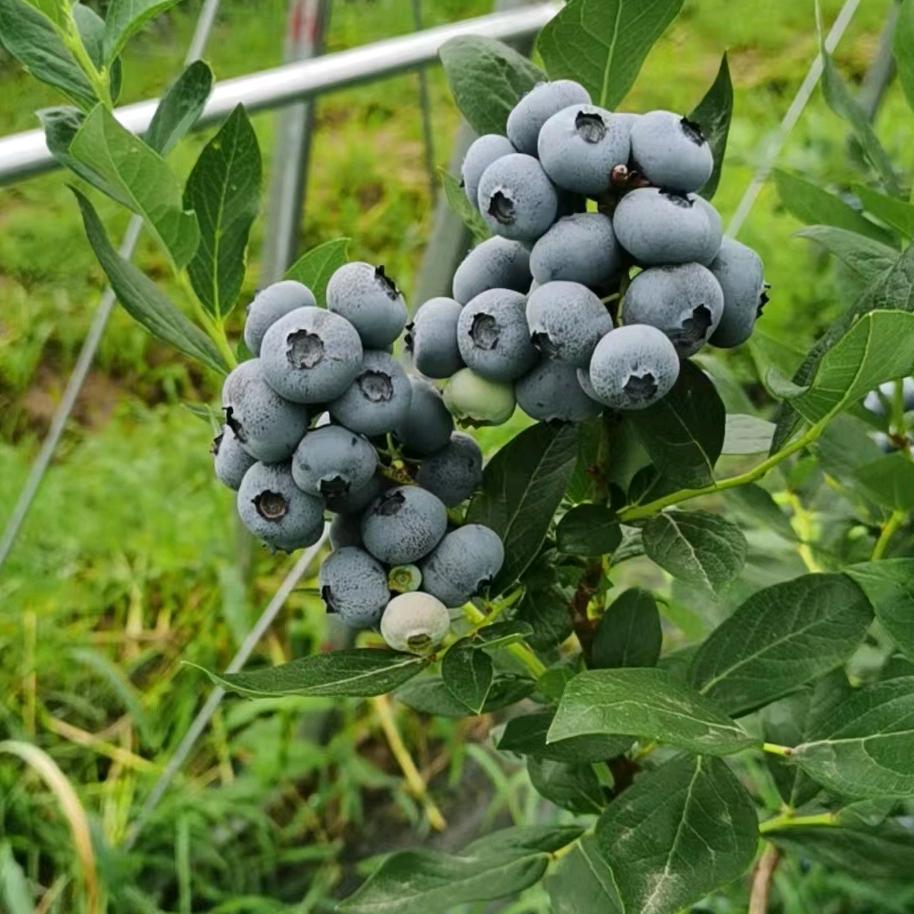 傲禾蓝莓种植技术服务