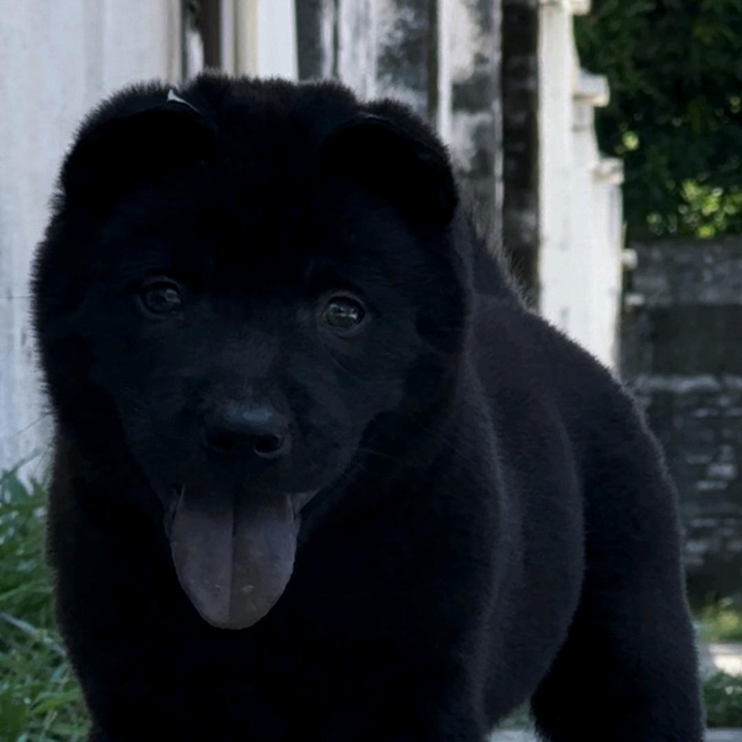 保护本土田园犬