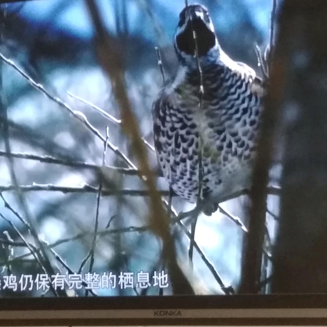 滴滴泉