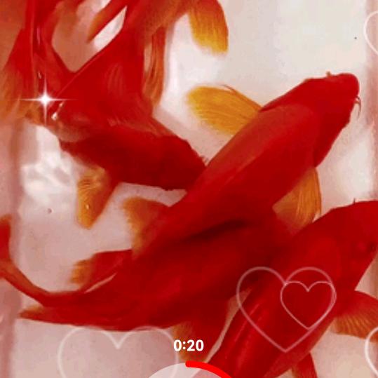 兴旺🍎🍎🍎♥️🙏🙏🙏