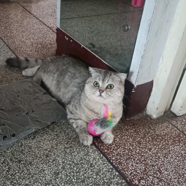 叮当