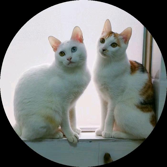 夜猫子
