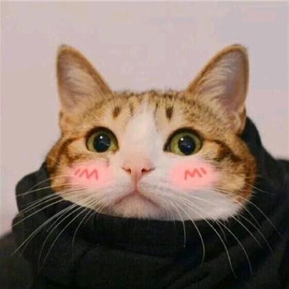 蜗居猫meme