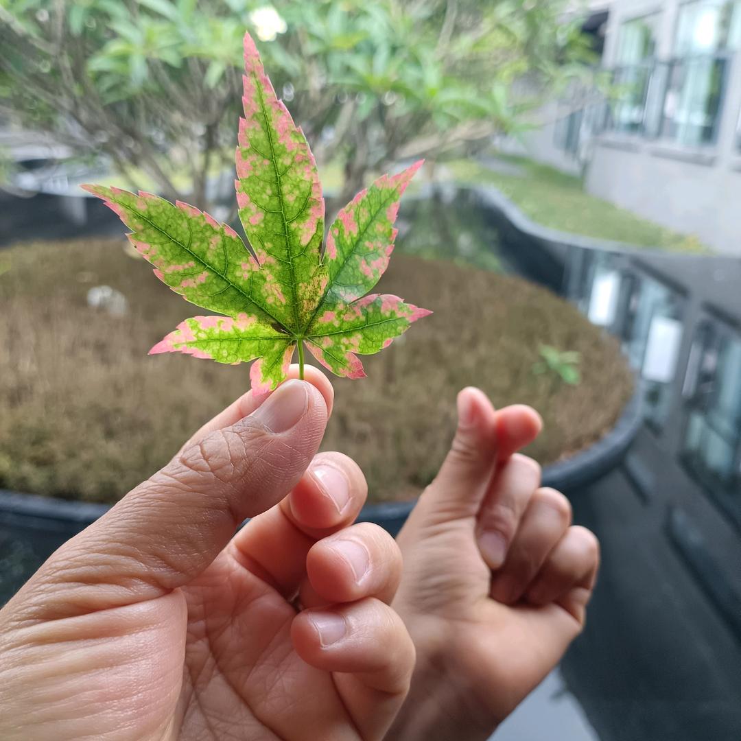 好运不段(｡･ω･｡)ﾉ♡