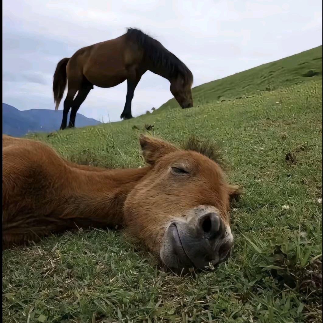 ———✔头像