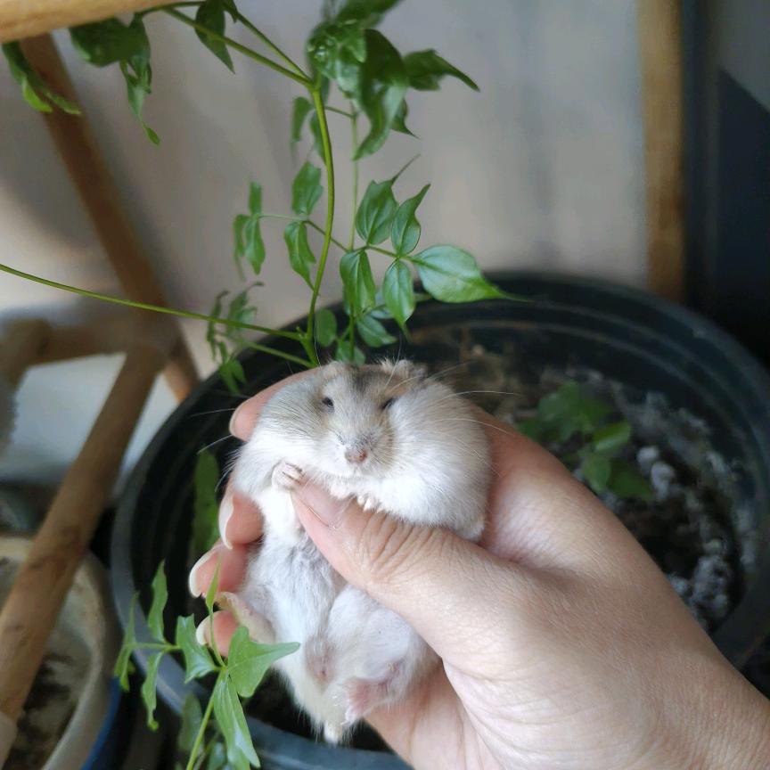 一窝仓鼠🐹