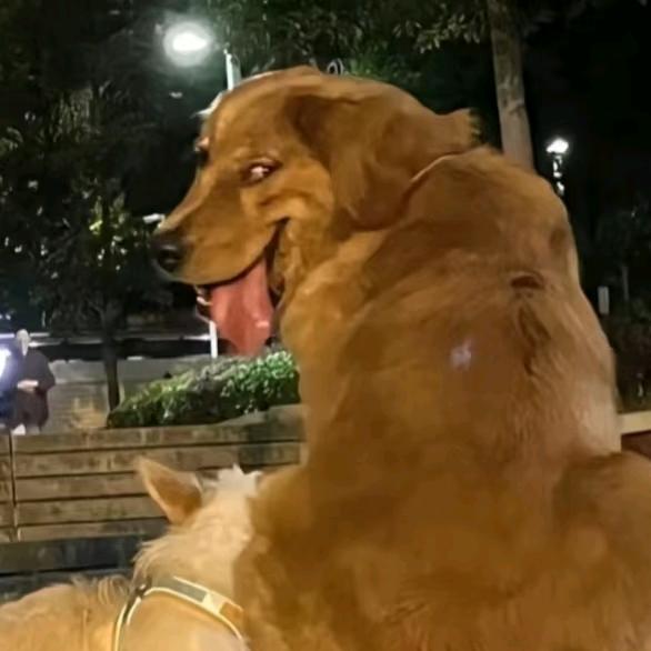 凶恶大狗子
