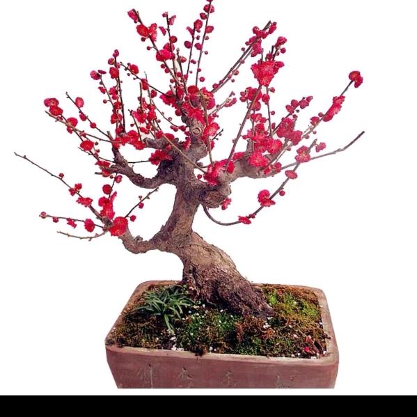老徐花卉园艺