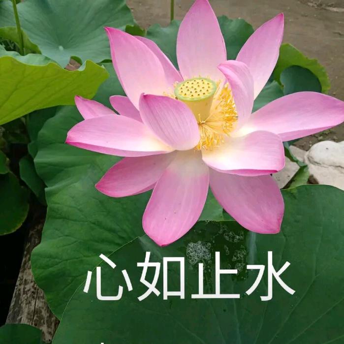 平淡的一生