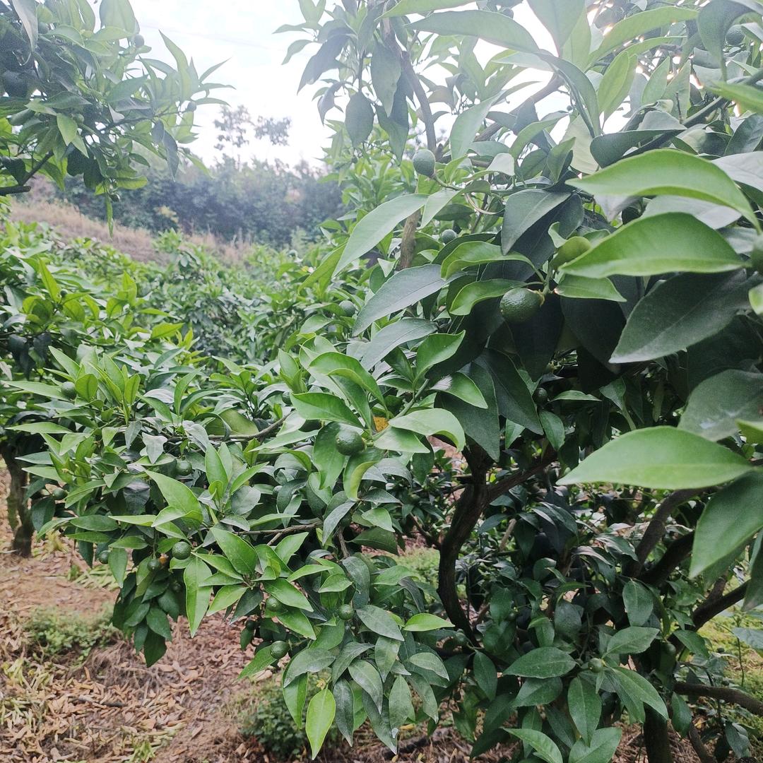 橘丰种植农民专业合作社