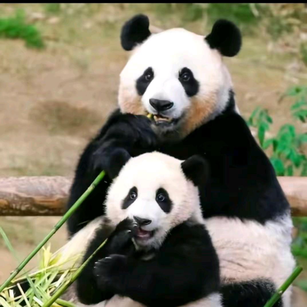 为熊猫发声