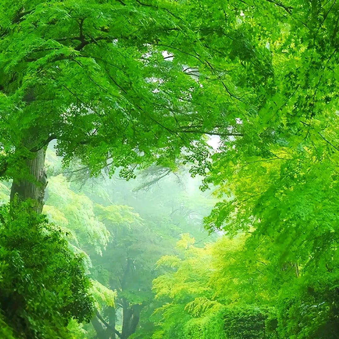 风雨过后