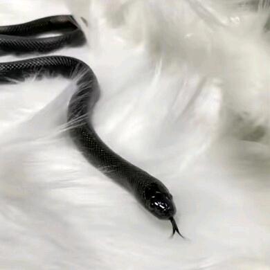婆罗