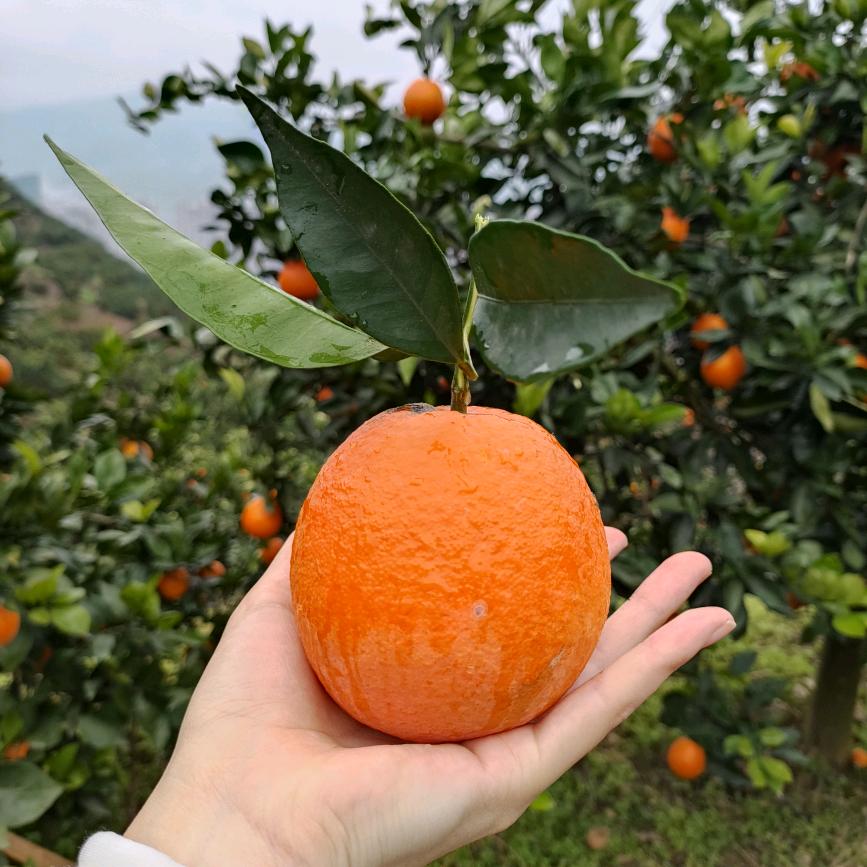 外公家的奉节脐橙🍊
