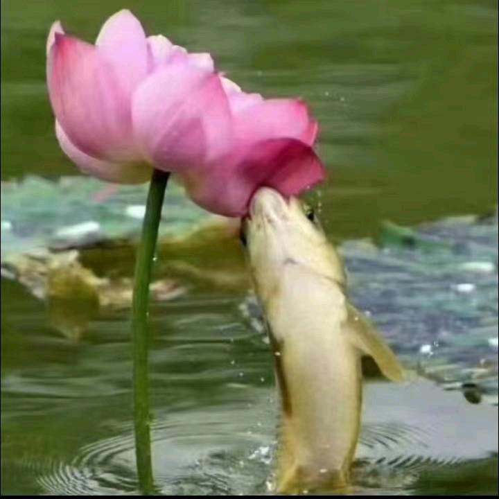 会飞的鱼🐠