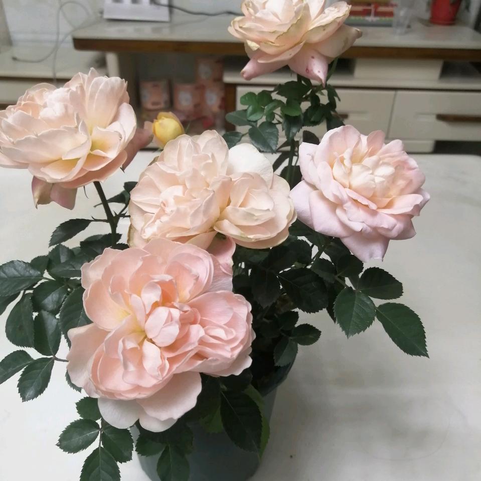 延陵郡