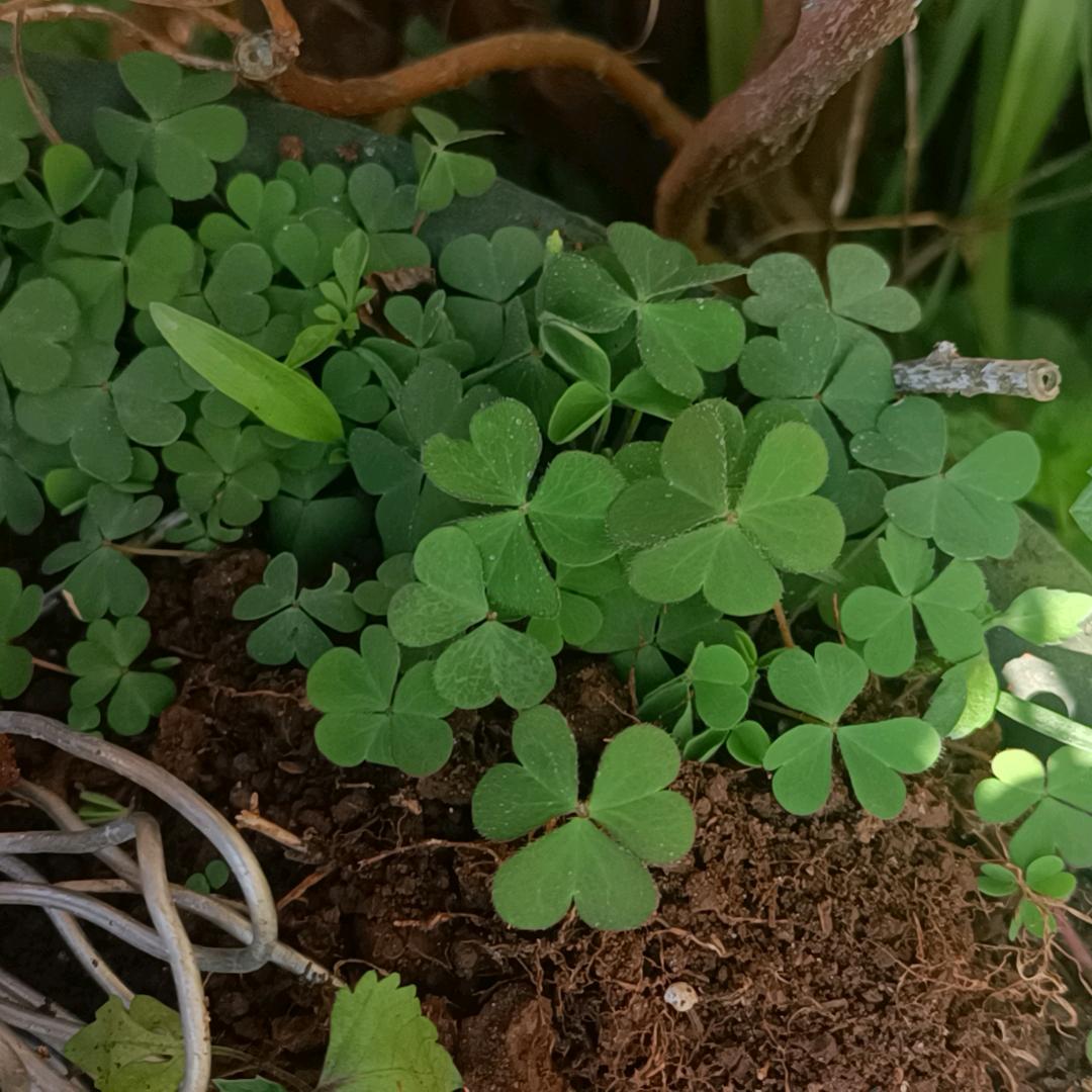 空城只有旧梦在