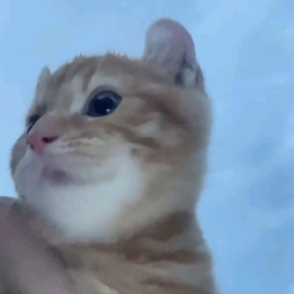 牛凯王子