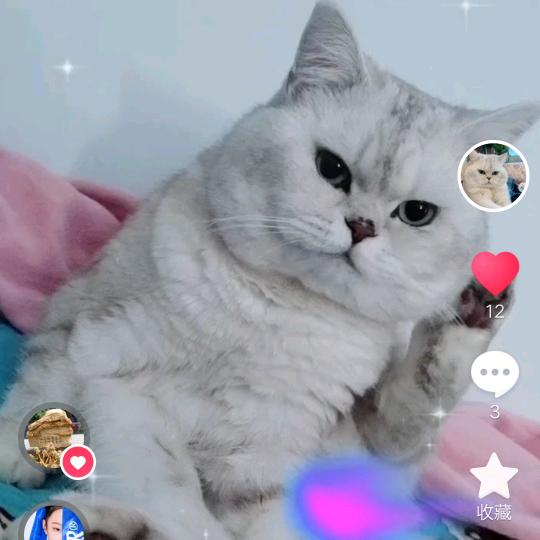 李富贵是只猫
