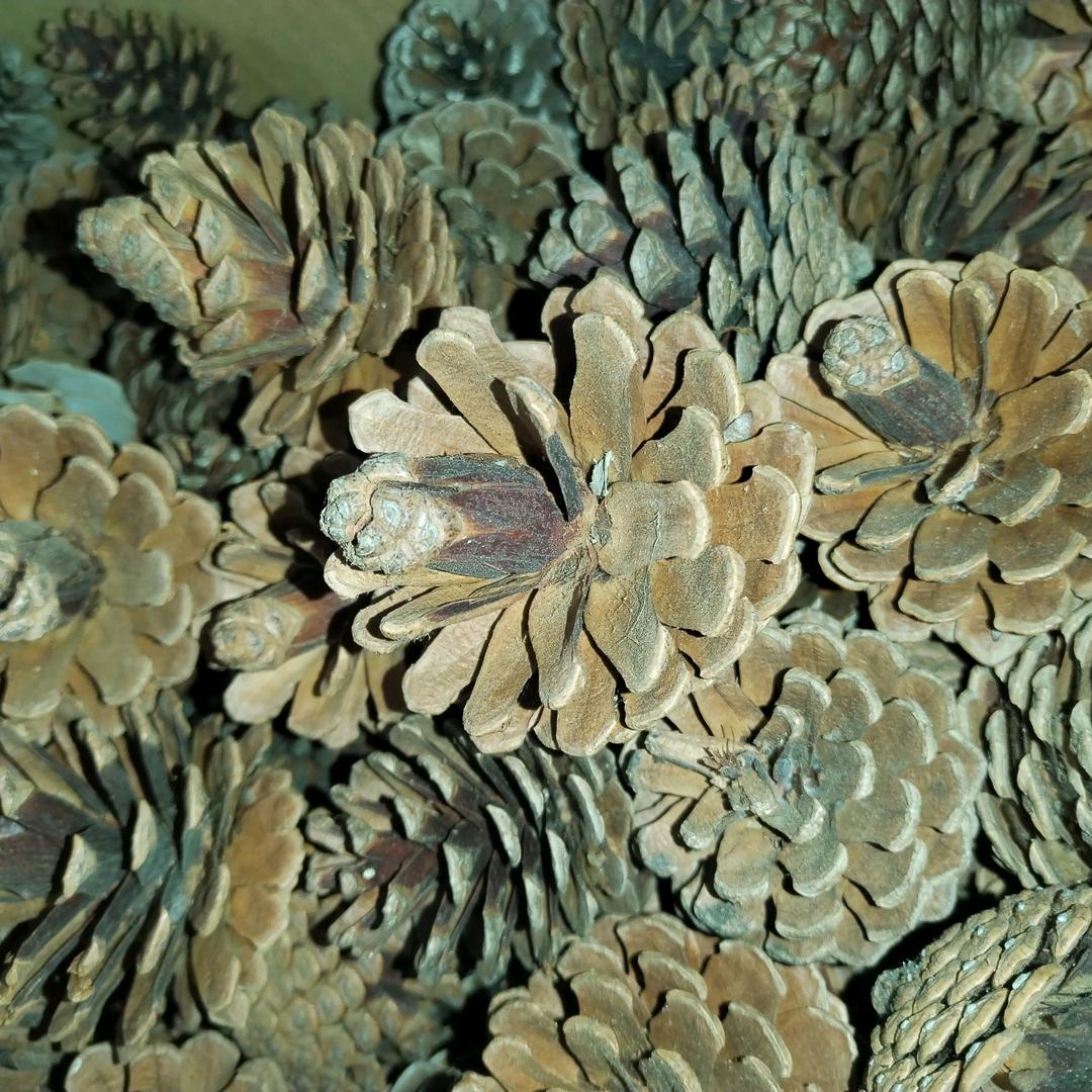 润森山货收购
