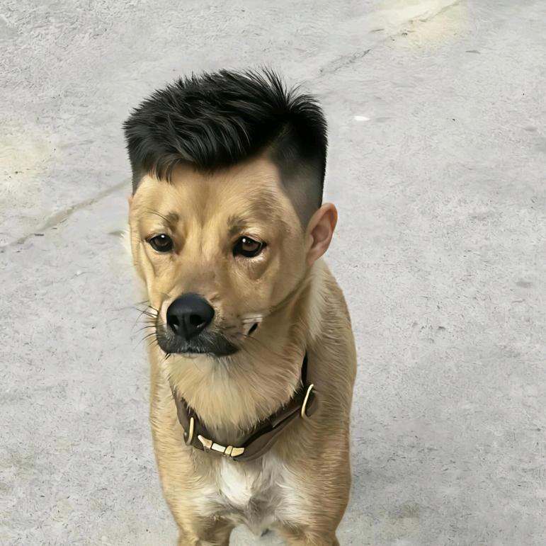 起点专业内外油漆装修998