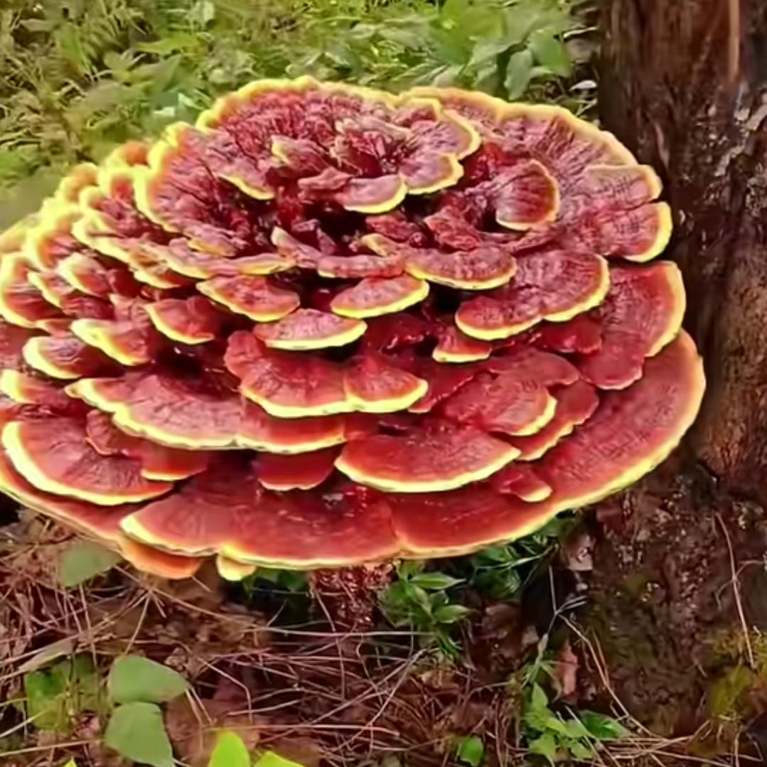 山清水秀www