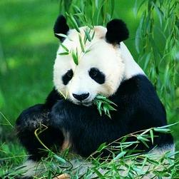 姜恩惠