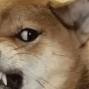 😍灰太狼😍