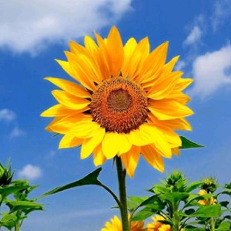 随心所欲～的我