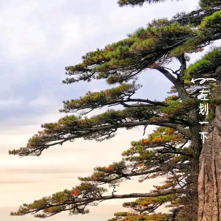 大漠大本营……白鸽飞翔