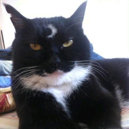 卖配件的肥猫