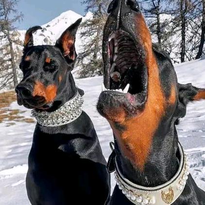 鲁班的七号不见了～