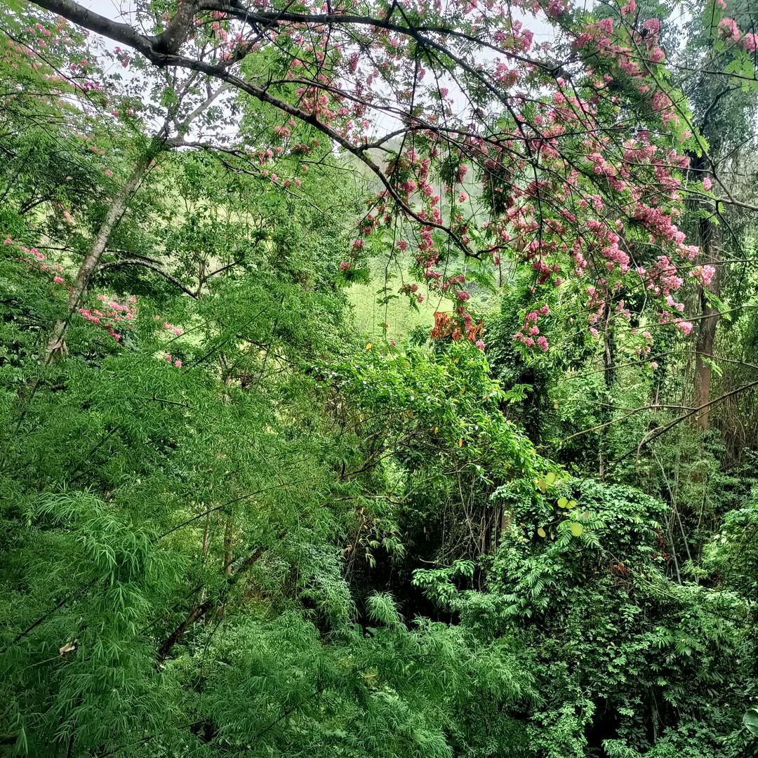 淡然