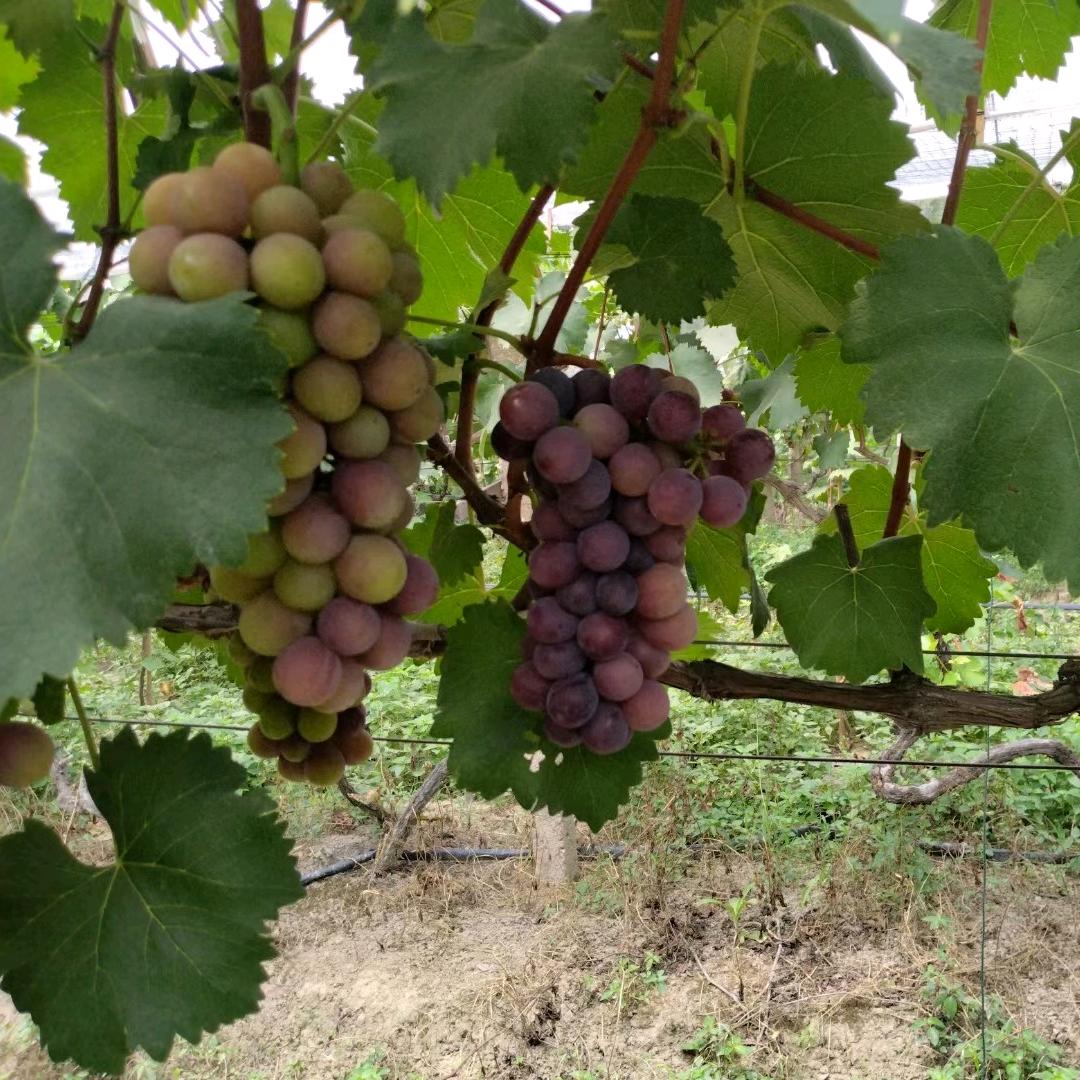 上海马陆鲜果葡萄园