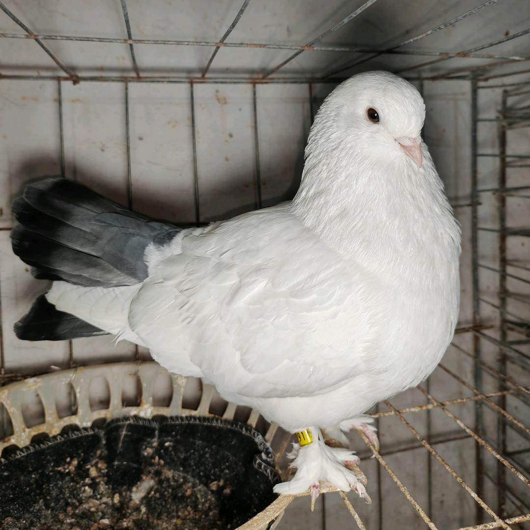 萍姐❤️养鸽子