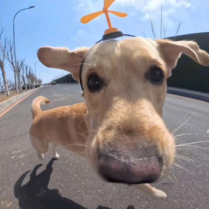 根本停不下来的小马达