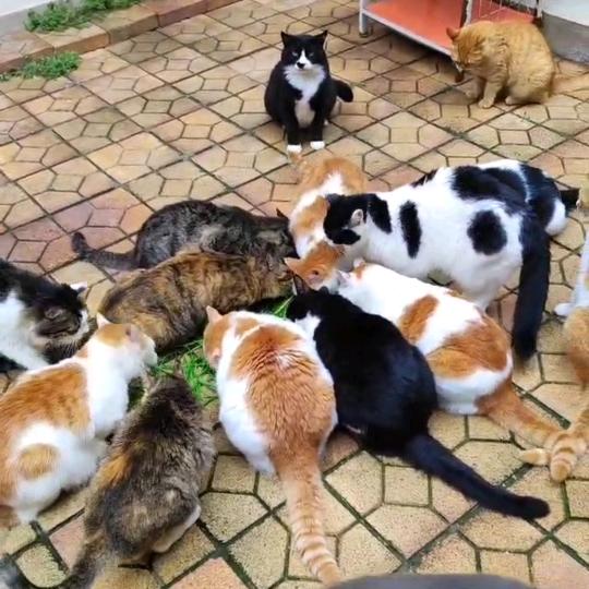 猫咪猫咪