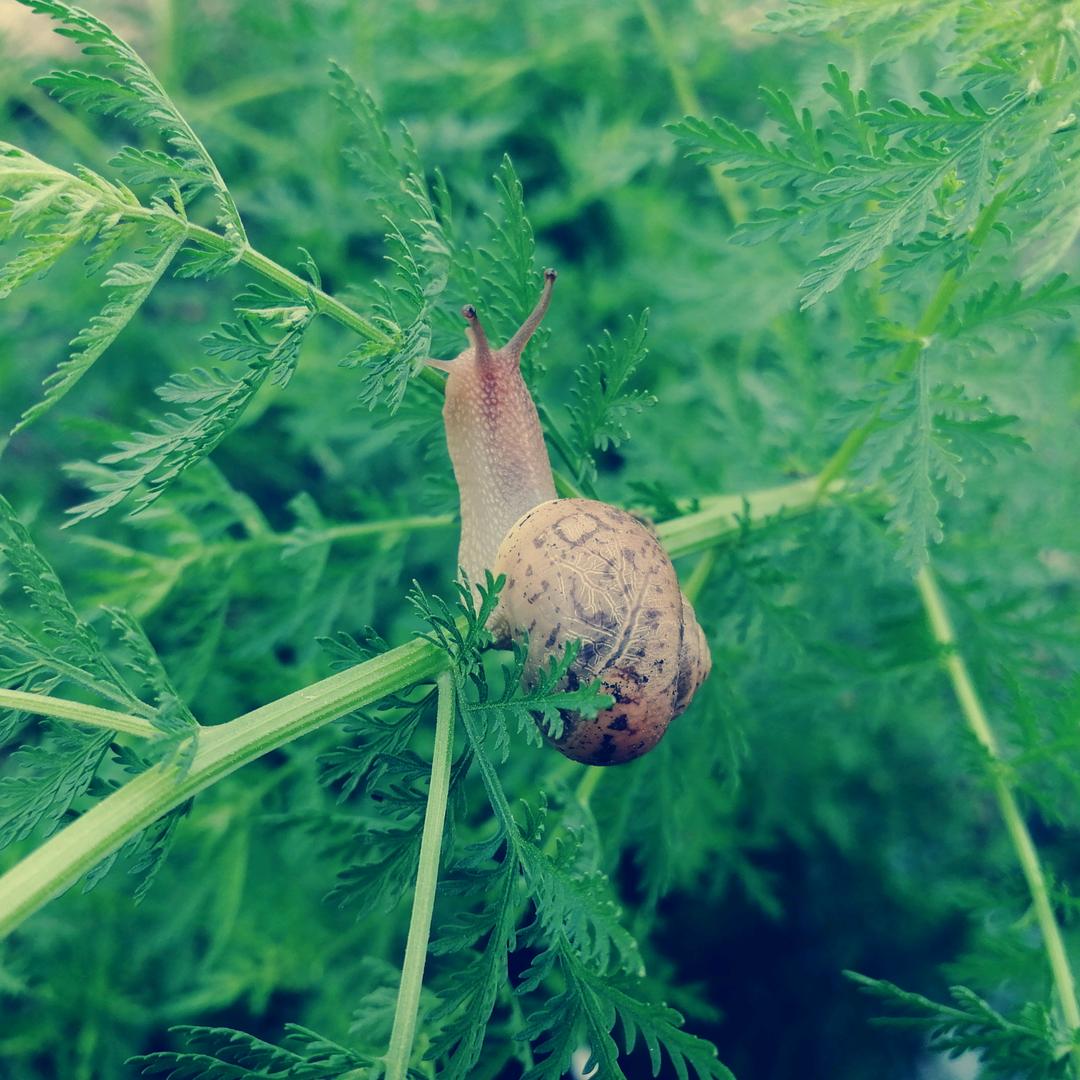 骑着蜗牛逛世界