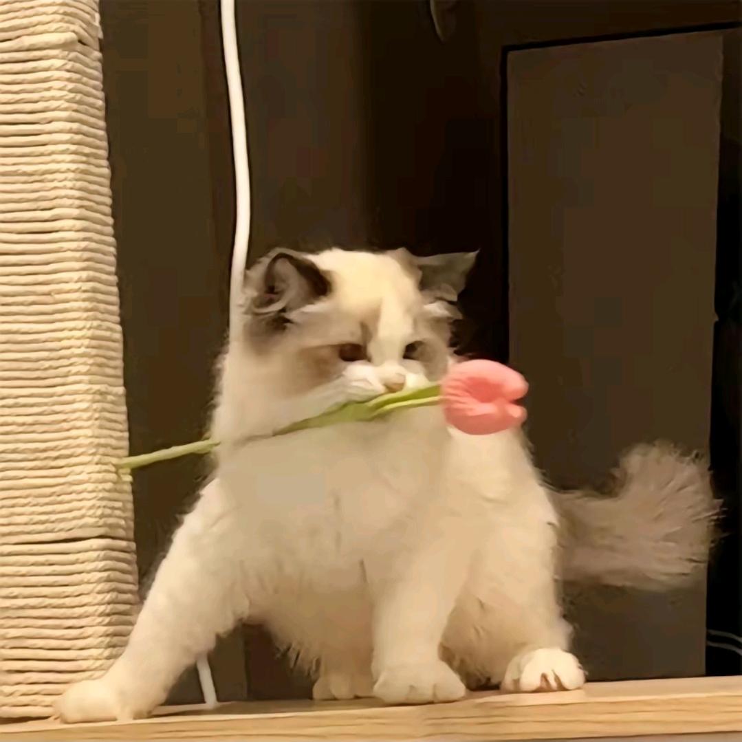 白了白白