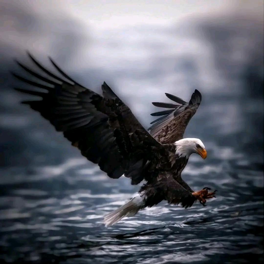 泰山煎饼   东风–41