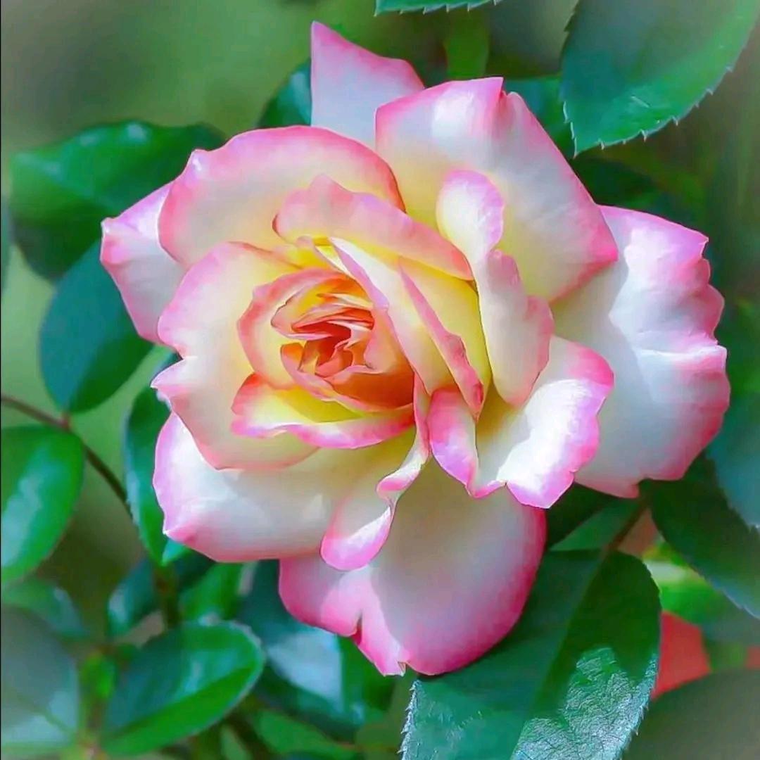 浅笑安然🌼