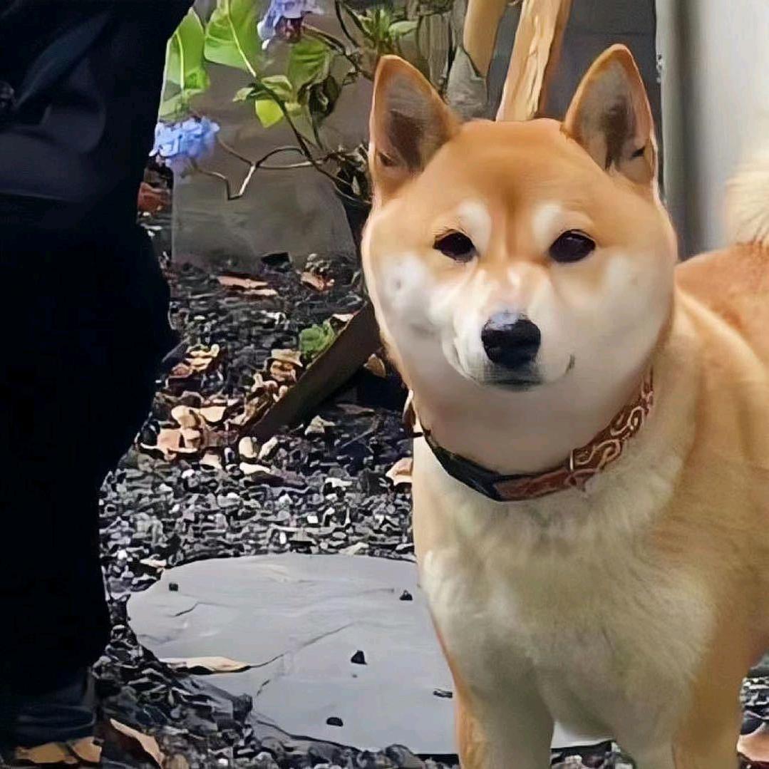 左赛