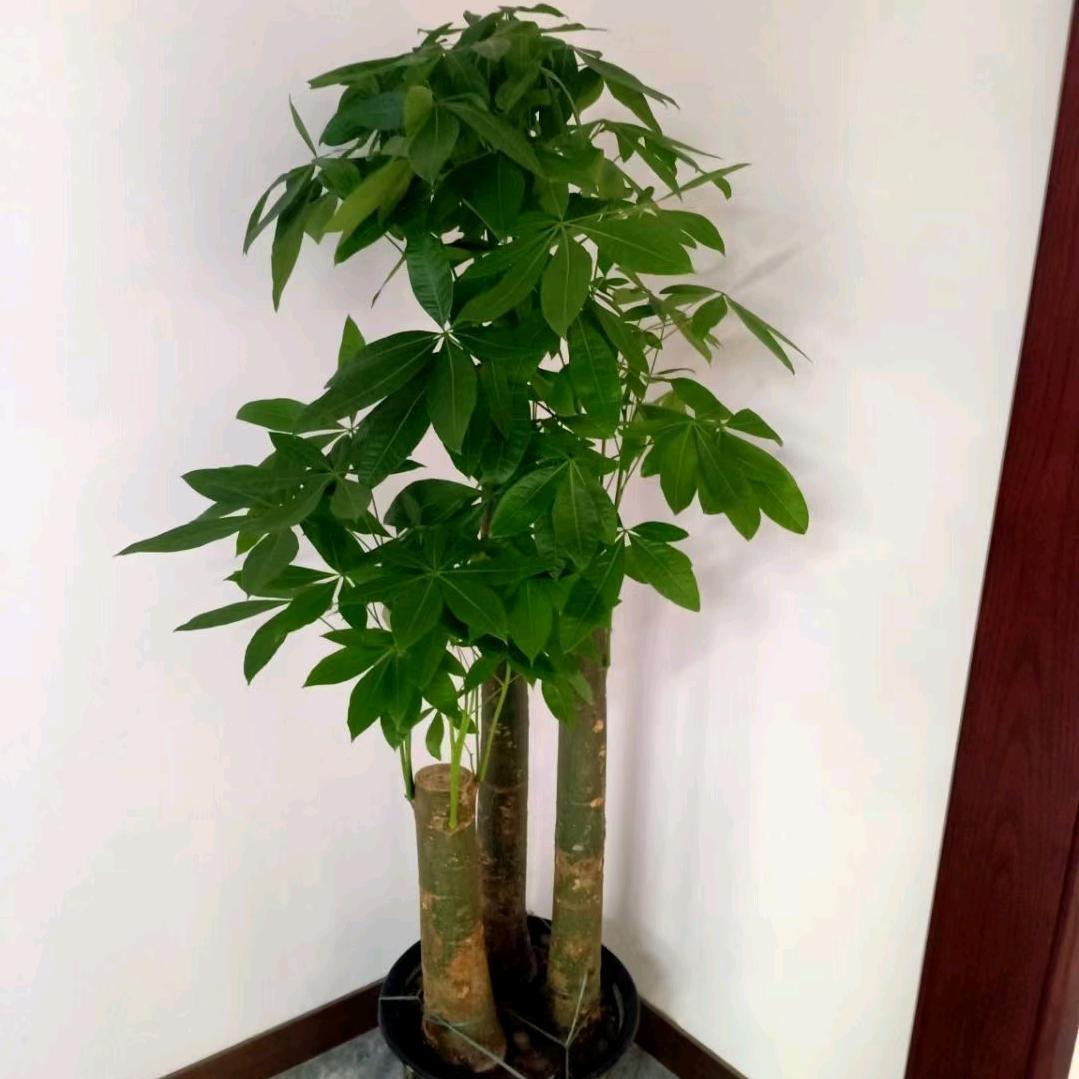 A南昌小蔡花卉绿植批发