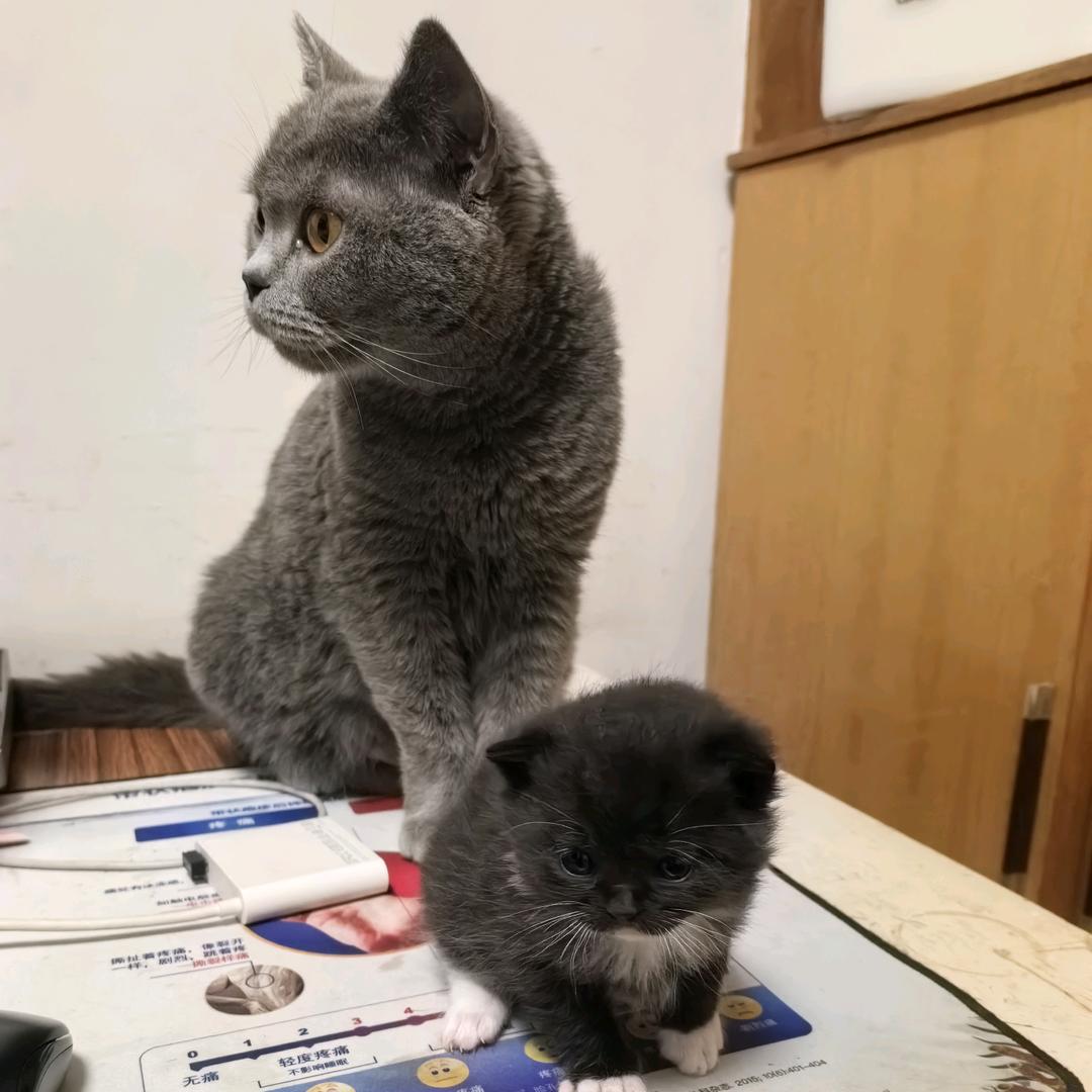 彤彤