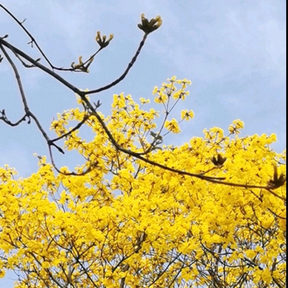 辉常高兴