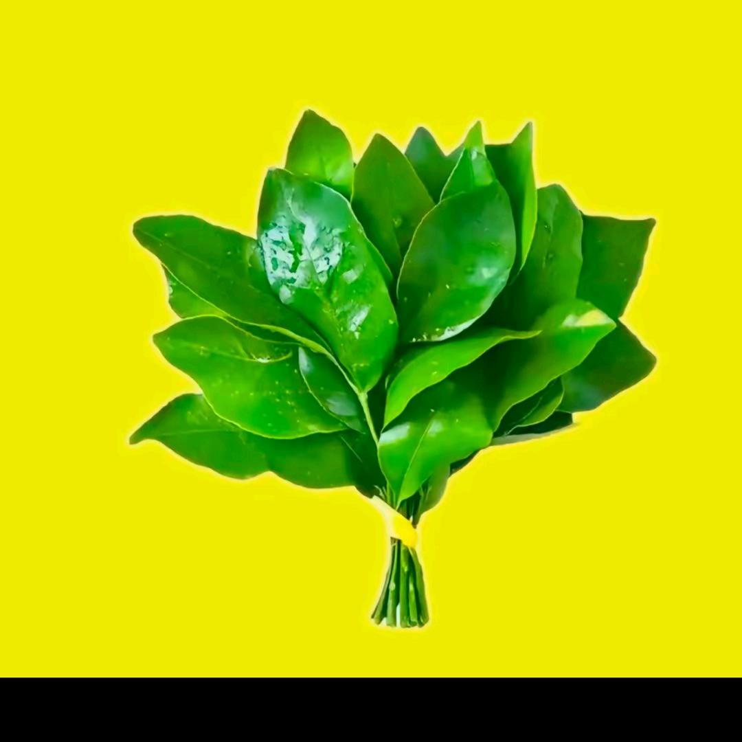 🐍来好运